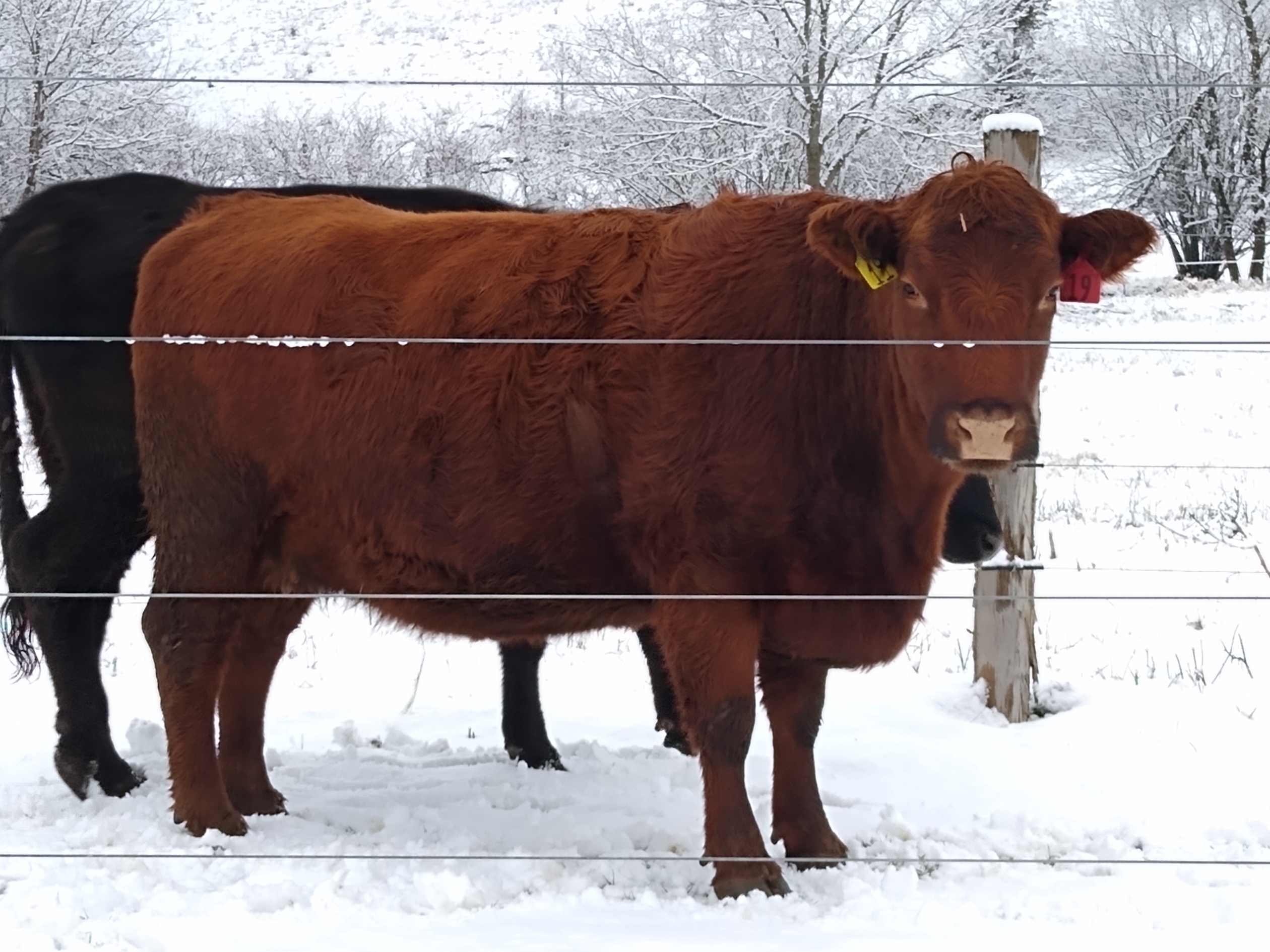 Winter cow.jpg